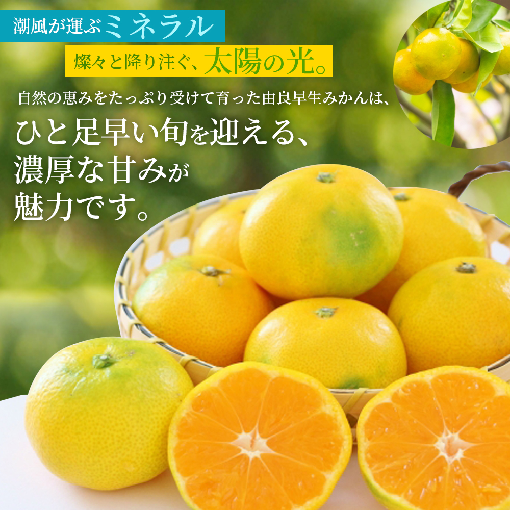 仲森農園の由良早生みかん 約7kg みかん ミカン 蜜柑 温州みかん 温州ミカン 柑橘 フルーツ 果物 くだもの 早生 甘い 旬 希少 数量限定 期間限定 産地直送 三重県 熊野市【2026年11月上