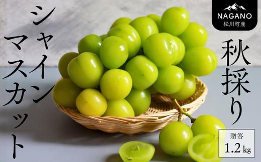 KG02-25A 【年内配送】シャインマスカット 約1.2㎏（2～3房）2025 贈答 / 11月出荷 // 長野県 南信州 松川町 葡萄 ブドウ 産地直送 農家直送 マスカット 種なし 皮ごと 贈答