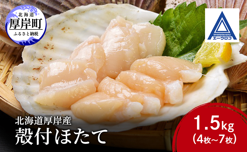 新鮮 北海道 厚岸産 殻付ほたて 1.5kg(4枚～7枚) [ ホタテ 帆立 ほたて 産地直送 貝 バーベキュー ]