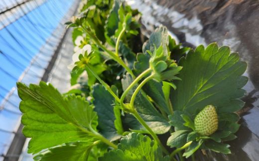 【訳あり/2026年3月より発送】完熟朝摘みとれたての冷凍いちご とちおとめ 約2kg / 農家直送 とちおとめ いちご 苺 イチゴ 完熟 冷凍 真空パック 果物 フルーツ 予約 先行予約 訳あり 訳