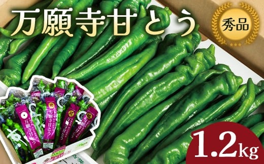万願寺甘とう 秀品 1.2kg （150g×8） 小分け 【 肉厚 ジューシー 辛くない 唯一の京野菜 国産 旬 季節の野菜 詰め合わせ 京のブランド産品 京野菜 万願寺 野菜 夏野菜 化粧箱 地場野菜 お土産 手土産 JA 京都 綾部 】