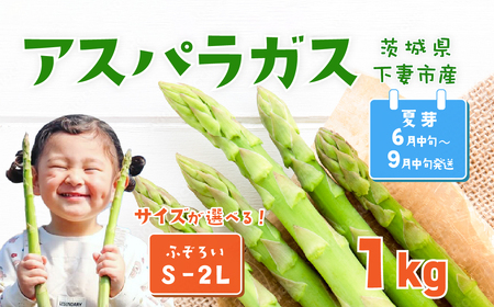 朝採りアスパラガス 1kg S-2Lサイズ(ふぞろい)  ハウス栽培 夏芽 25年6月中旬~9月発送 【 アスパラガス 先行予約 アスパラガス グリーンアスパラ アスパラガス 野菜 アスパラガス サラダ アスパラガス 農家直送 アスパラガス 産地直送 訳あり 不揃い ふぞろい 】