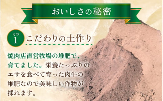 【先行予約】大玉すいか『祭ばやし』 1玉（7～8kg）スイカが持つ食味を最大限まで極めた大きめ品種！ ／ 果物 フルーツ 西瓜 スイカ ギフト 農家直送 ※2026年6月上旬以降発送 [aw065-a