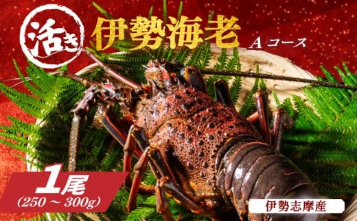 活き 伊勢海老 Ａコース 1尾 約250～300g 山金商店 地物 伊勢 伊勢えび 高級 鮮魚 焼き物 汁物 海鮮 特産 海の幸 魚介 イセエビ 海老 えび 三重県 南伊勢町 伊勢志摩産 伊勢志摩