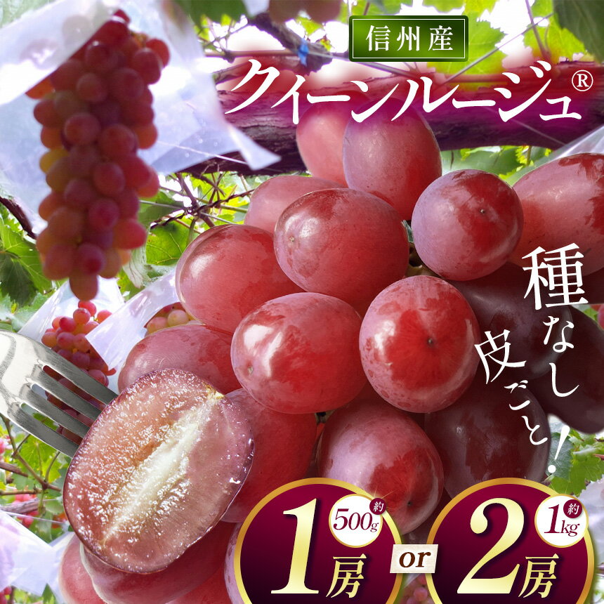【ふるさと納税】【先行受付】選べる 信州産 クイーンルージュ1房 約500g or 2房 約1kg｜ふるさと納税 松本市 ぶどう 葡萄 クイーンルージュ 果物 フルーツ 種無し 新鮮 信州産 先行予約