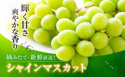 50年の有機栽培。化学肥料に頼らぬ自然の恵み。（化学肥料不使用