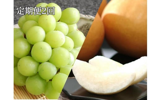
            【定期便2回】シャインマスカット 1房 約600g（9月発送）・ 新高梨 4～5玉 約2.5kg（10月発送）【定期便 シャインマスカット マスカット 葡萄 ぶどう ブドウ 新高梨 梨 なし ナシ 果物 フルーツ 岡山県 岡山市 おすすめ 人気】
          