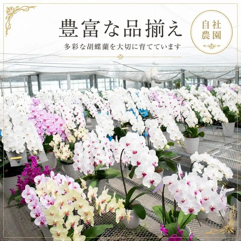胡蝶蘭 ミディ 2本立 選べる花色 胡蝶蘭