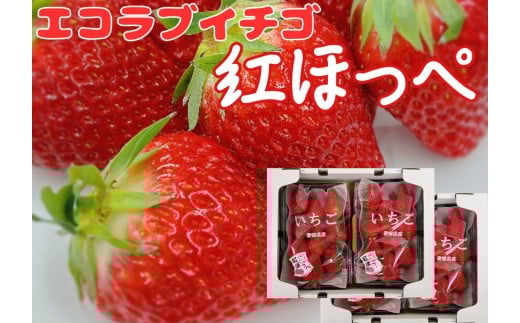 内子町産　いちご「紅ほっぺ」　4パック