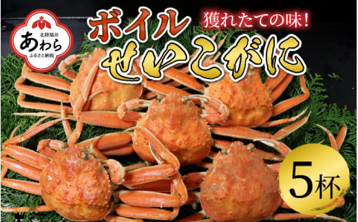 【年内発送】ボイルせいこがに 5杯 《2024年11月6日解禁！獲れたての味！》 ／【年内配送】 期間限定 茹で ボイル 冷蔵 蟹 カニ 福井県 あわら市 海鮮 冬 旬