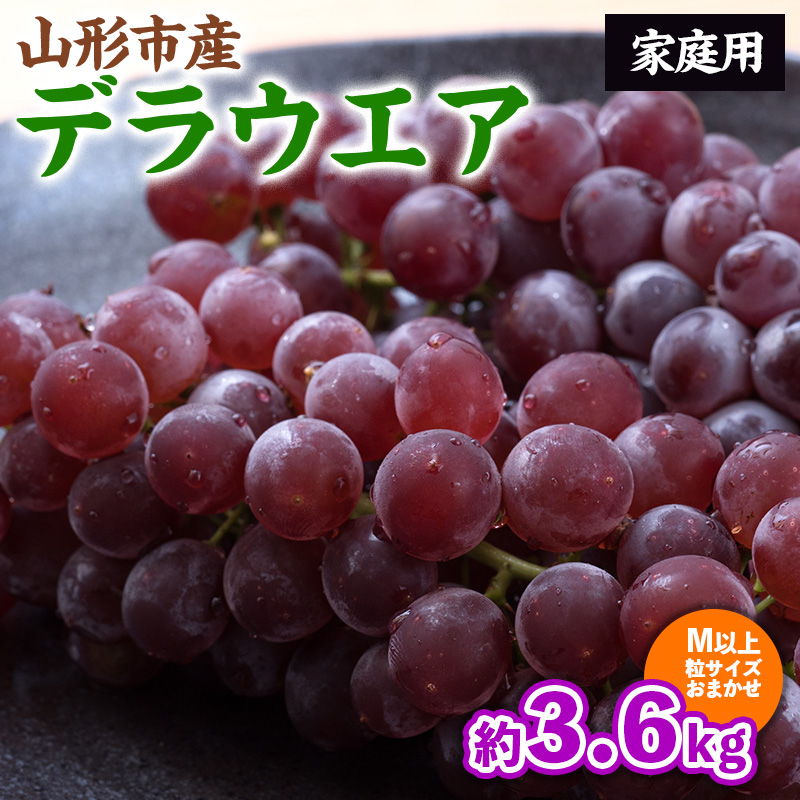 【ご家庭用】山形のデラウェア M以上 約3.6kg(18～37房)[粒サイズおまかせ] 訳あり 山形 山形県 山形市 フルーツ 果物 くだもの 送料無料 ぶどう 葡萄 ブドウ デラウェア FZ24-186