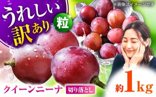 【2026年発送先行予約】訳あり クイーンニーナ ぶどう 切り落とし 約1kg  ブドウ 葡萄 おすすめ 国産 熊本県 山鹿 果物 くだもの フルーツ 人気 ランキング ブランド キャンペーン 訳アリ 特産品 種類 産地 九州 食品 季節 評価 口コミ 送料無料 【合同会社 社方園】[ZBZ008]