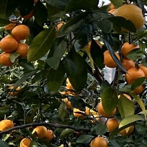 《2本》徳島県産　情熱みかんドレッシング【1649529】
