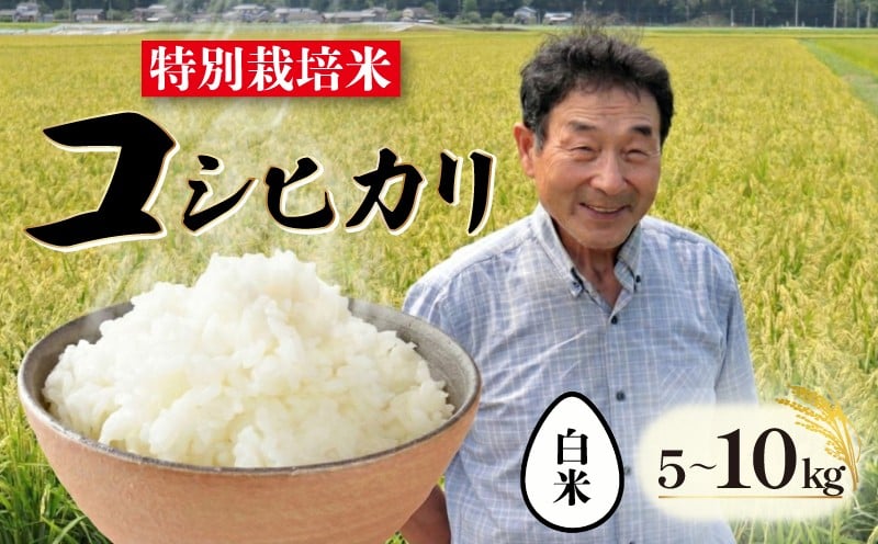 
                  【白米】 特別栽培米 コシヒカリ 選べる 容量 5kg 10kg 新潟 米 白米 新潟県 こめ ご飯 ごはん おいしい こしひかり 農家 直送 産地直送 新発田 新発田産 新潟産 朝食 昼食 夕飯 炊きたて 精米 ファームサクセス success001P
                