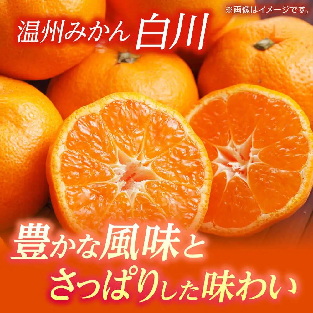 【先行予約】 訳あり 温州みかん 『白川』 約5kg S～Lサイズ 【奥村果実園】[ZFK003]