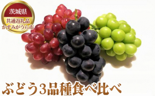 No.639 【先行予約】ぶどう3品種食べ比べ【茨城県共通返礼品 かすみがうら市】 ／ 果物 葡萄 ぶどう 茨城県