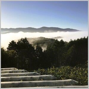 早期受付 ぶどう ニューピオーネ 3～4房 約2kg 岡山県高梁市産 うめづぶどう園 化粧箱入り 葡萄 ブドウ 大粒 贈答用