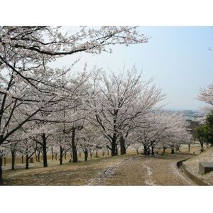 【返礼品なし】大阪府和泉市