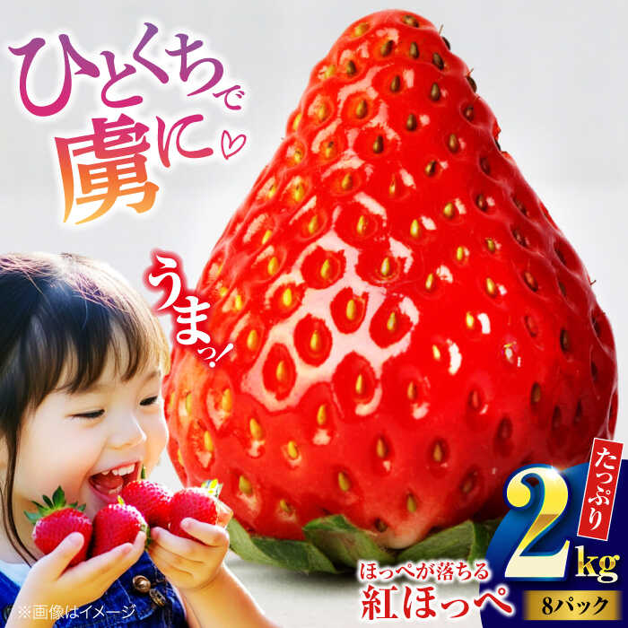 【ふるさと納税】【先行予約】【2026年1月初旬より順次発送】いちご 紅ほっぺ 2kg （8パック） | 人気 おすすめ ランキング おいしい 甘い 大洲市/沢井青果[AGBN027] 20000 20000円