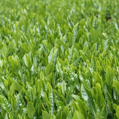 ふるさと納税 朝来市 【農薬不使用】朝来みどり お茶セット　各2袋入 |  | 03