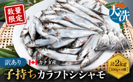【数量限定！】 子持ち カラフトシシャモ ２kg (500g×4袋) 訳あり シシャモ_AV010