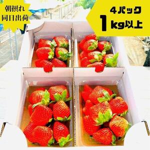【先行予約】《限定4月発送》  朝採り同日出荷 イチゴ　御前崎産かおり野　1kg(250g×4パック)