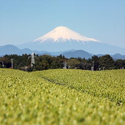ふるさと納税 島田市 ハラダ製茶 静岡産ティーバッグ茶20P×6箱 |  | 03