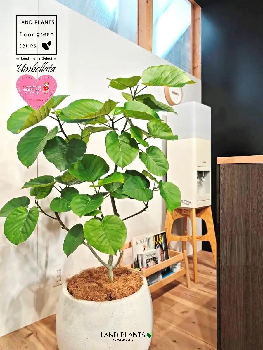 ウンベラータ （低木仕立ての自然樹形） 10号 白色 ぽってり スタイリッシュ 植木鉢 1鉢 【内部受皿・ココファイバー】 フィカス フィカスウンベラータ ゴム ゴムの木 ウランベータ ウンダベータ 