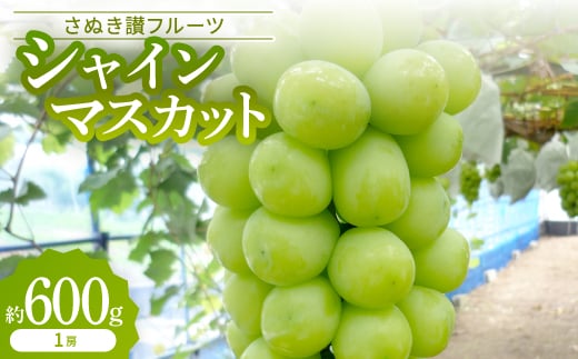 シャインマスカット　約600g＜2025年9月発送＞【1608473】
