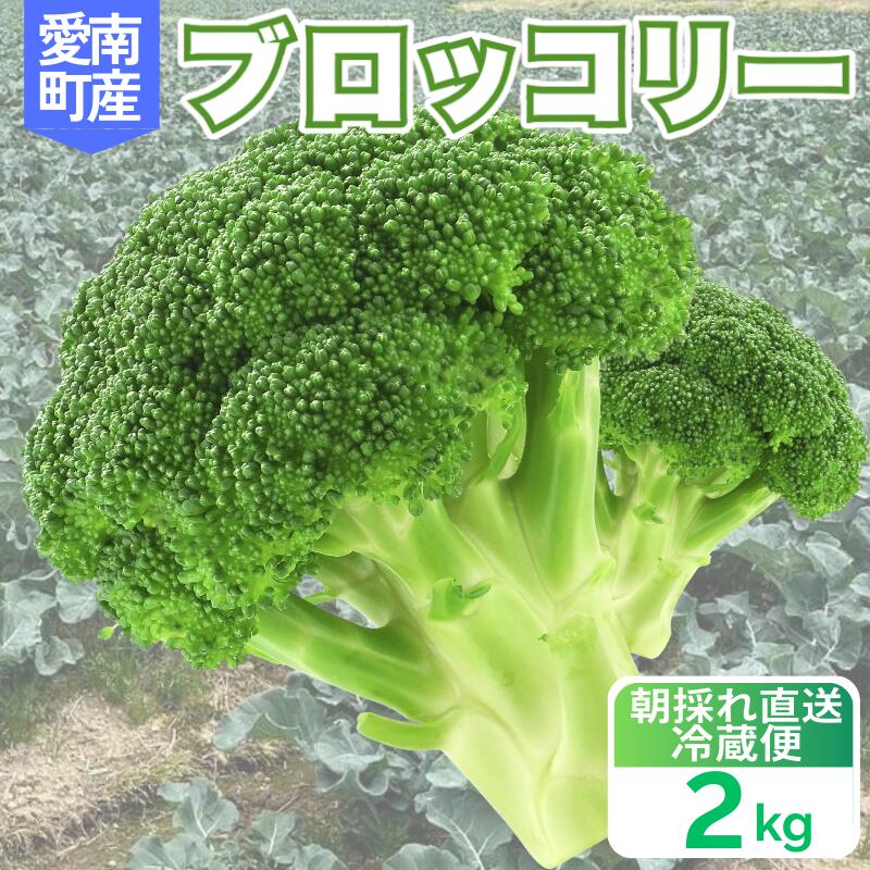 【ふるさと納税】 ブロッコリー 2kg 朝採れ 当日 発送 新鮮 採れたて 産地直送 農家直送 国産 野菜 食感 茎 甘い 栄養満点 サラダ スープ お弁当 彩り野菜 離乳食 食事管理 おすすめ 緑黄色野菜 冷凍 保存 可能 ストック 便利 人気 期間限定 食卓 愛媛県 愛南町 愛なんよ