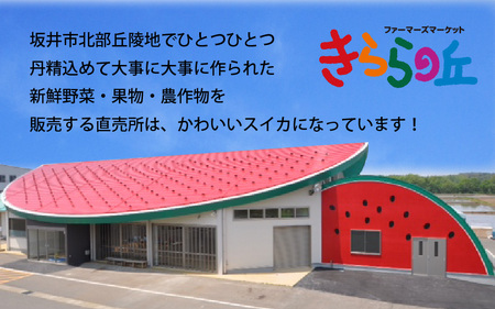 【先行予約】「福井梨」6～8玉 シャキっとした食感♪ あふれ出す果汁！【幸水梨】【2026年8月下旬以降順次発送予定】【梨 なし 和梨 先行予約 ナシ フルーツ 甘い みずみずしい 果実 果物 新鮮 