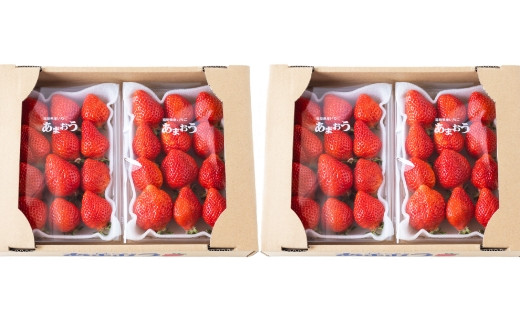 千年いちご あまおうイチゴ (300g×4パック) 2月お届け あまおう いちご イチゴ 苺 フルーツ 果物 冷蔵 送料無料 福岡県 うきは市 【2026年2月より順次発送予定】