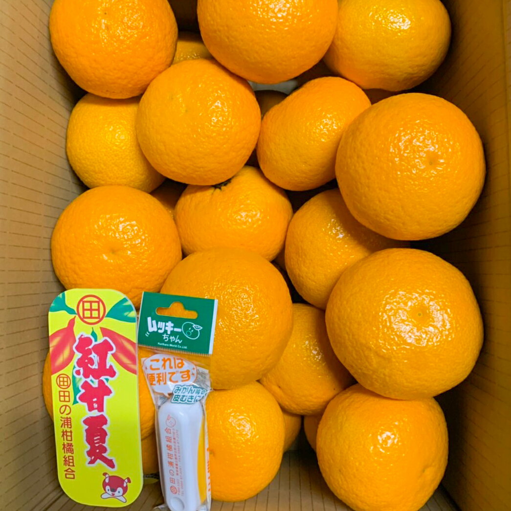 【ふるさと納税】マルタの紅甘夏みかん約10kg　令和8年1月以降に発送します