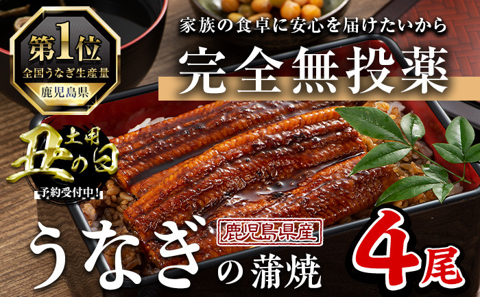 
            ＜丑の日先行予約受付中！＞鹿児島県産うなぎ蒲焼 (1尾あたり136g～155g×4尾、タレ・山椒付き) 鰻 かばやき 冷凍【西日本養鰻】A584-U
          