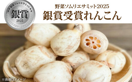 【先行予約 2026年11月～発送】洗いれんこん約1kg / れんこん [IDC004]