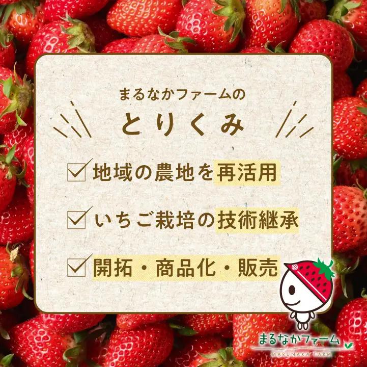 リキュール Koichigoリキュール 300ml×3本セット【まるなかファーム株式会社】