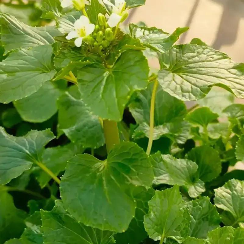 旬の相馬 葉わさび 約85g  薬味 野菜 食品 FAI-0042