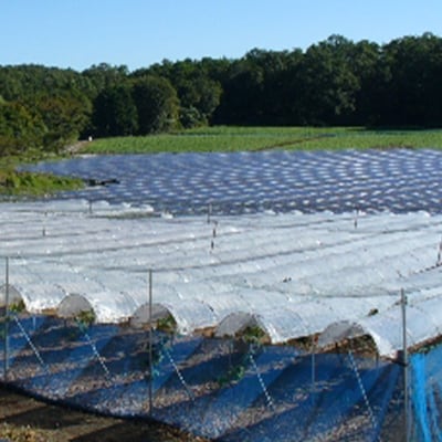 【2025年10月より発送】大粒ぶどう2種セット　シャインマスカットほか 2房 約1.2kg