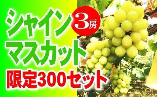 シャインマスカット 【2026年発送】 3房 優品 岡山県産 ハウス栽培 産地直送