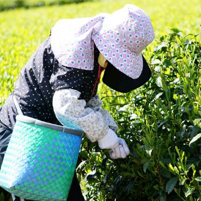 ふるさと納税 山梨県 まるわ茶園 特上煎茶 9点セット(各3点ずつ計9点) |  | 03