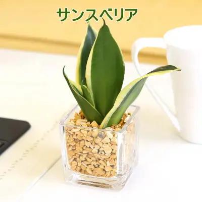 【観葉植物】土を使わないで清潔なミニ観葉植物 ゼオライト植え・ガラス鉢 キューブ形 2鉢セット（サンスベリア）【観葉植物 インテリア 部屋 おしゃれ 福岡県 筑前町 送料無料 AG050VC03】