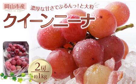 ぶどう 2026年 クイーンニーナ 2房 合計約1kg 種無し ブドウ 葡萄 岡山市産 国産 フルーツ 果物 渡邊農園