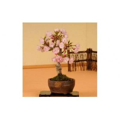 ふるさと納税 池田市 養庄園 ミニ盆栽:桜盆栽 |  | 01
