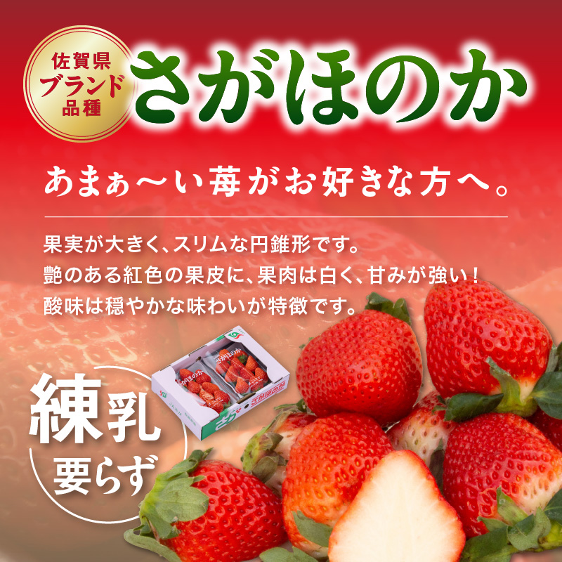 佐賀産いちご「いちごさん」＆「さがほのか」定期便 彩りセット【全3回】 999-B863_イメージ3