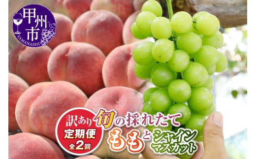 【定期便】旬の採れたて訳あり2回定期便（桃・シャインマスカット）【2026年発送】（HO）A09-1410 【定期便 桃 もも モモ シャインマスカット 葡萄 ぶどう ブドウ 令和8年発送 期間限定 山梨県産 甲州市 フルーツ 果物 】