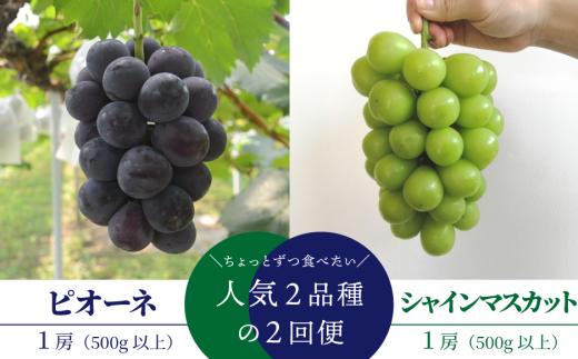 【2026年先行予約】ちょっとずつ食べたい！ピオーネとシャインマスカットの１房お試し２回便！ (定期便)(岡山県産)【KF-T042-02】