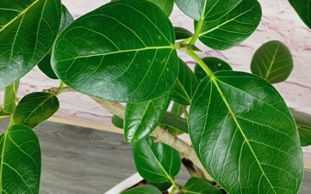 2026年3月中旬～発送 観葉植物 フィカス・ベンガレンシス曲がり100cm～120cm T&P 055-1465 観葉植物