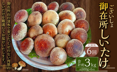 【6回定期便】御在所肉厚生しいたけ 計約3kg 1回あたり約500g（計6回） 生しいたけ しいたけ 椎茸 シイタケ 肉厚 山菜 お取り寄せ 冷蔵