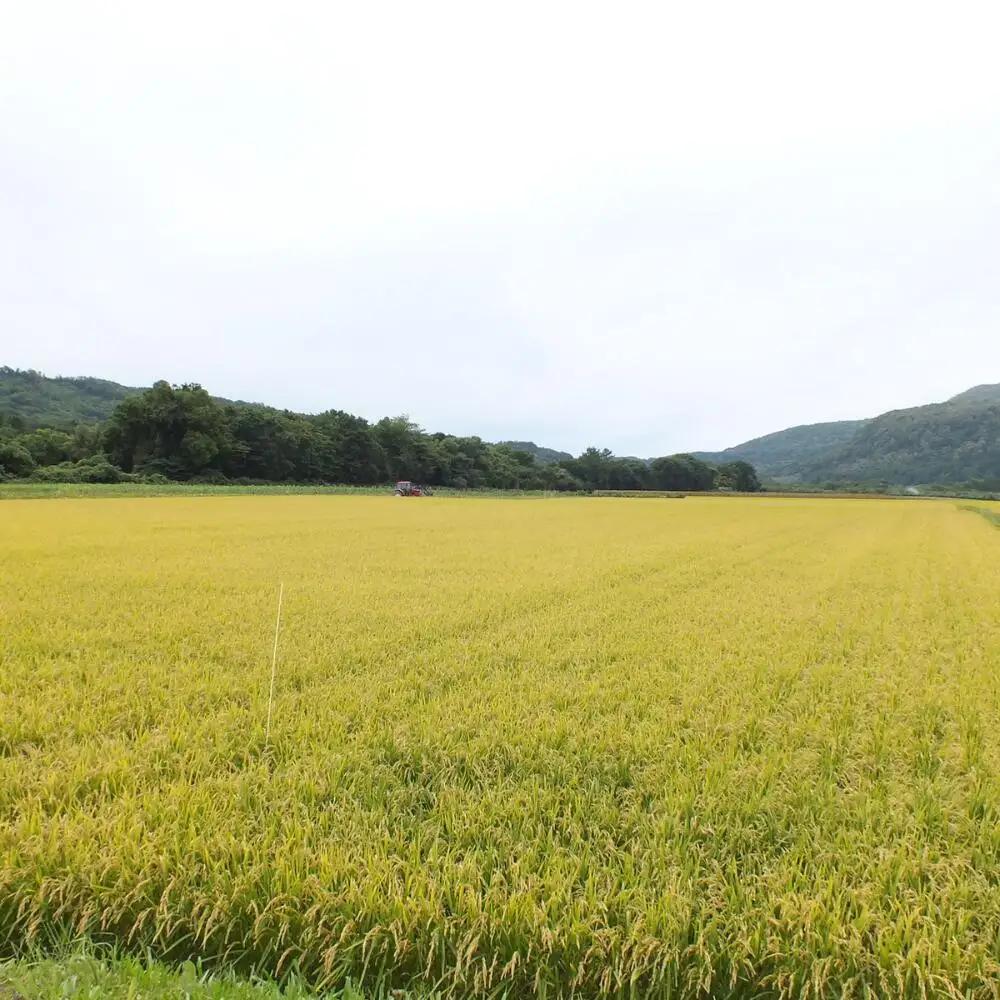 【令和7年産 6ヶ月定期配送】（精米10kg）ホクレン北海道ななつぼし（5kg×2袋） SBTD097