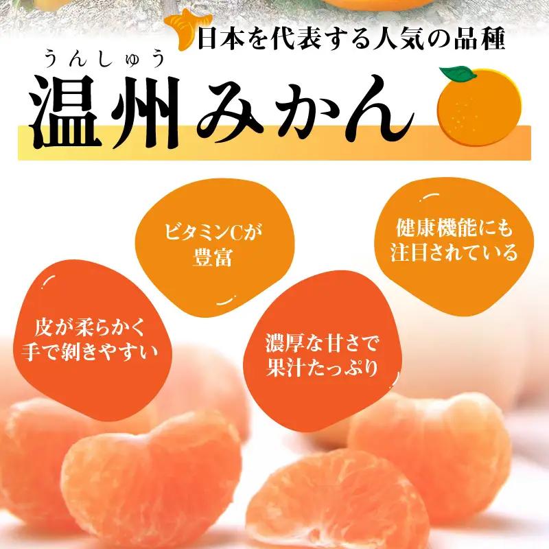 みかん 温州みかん 5kg《先行予約》【0057-4】 